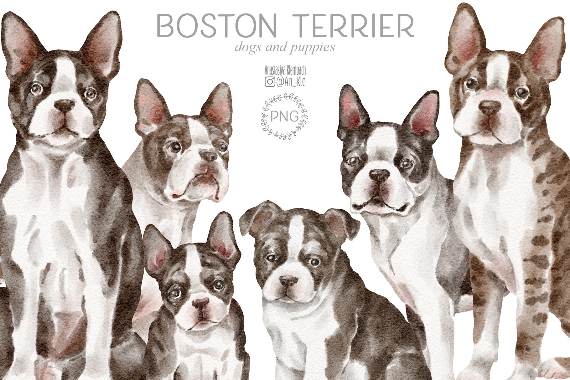 Boston Terrier Dogs - Design Cuts