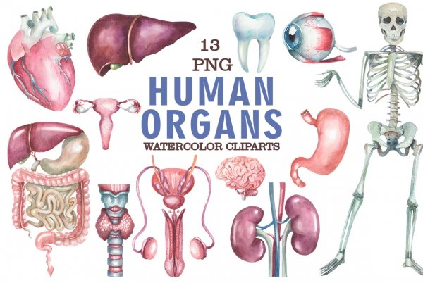 Watercolor Human Organs Clipart - Design Cuts