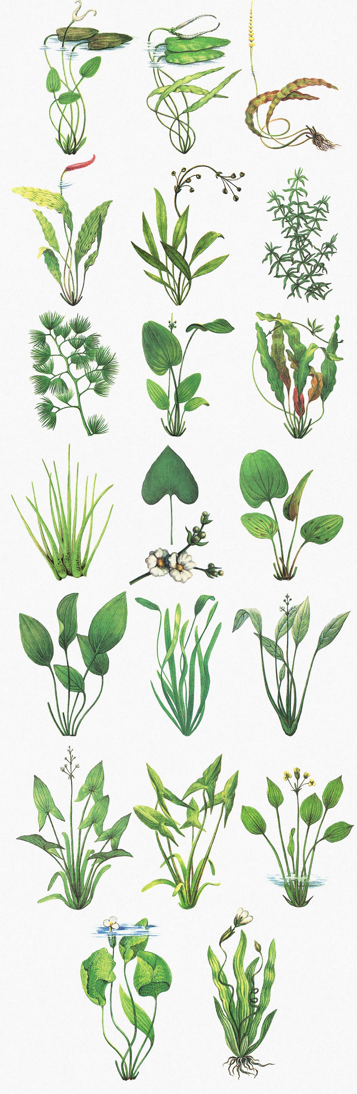 Water Plants Illustrations - Design Cuts