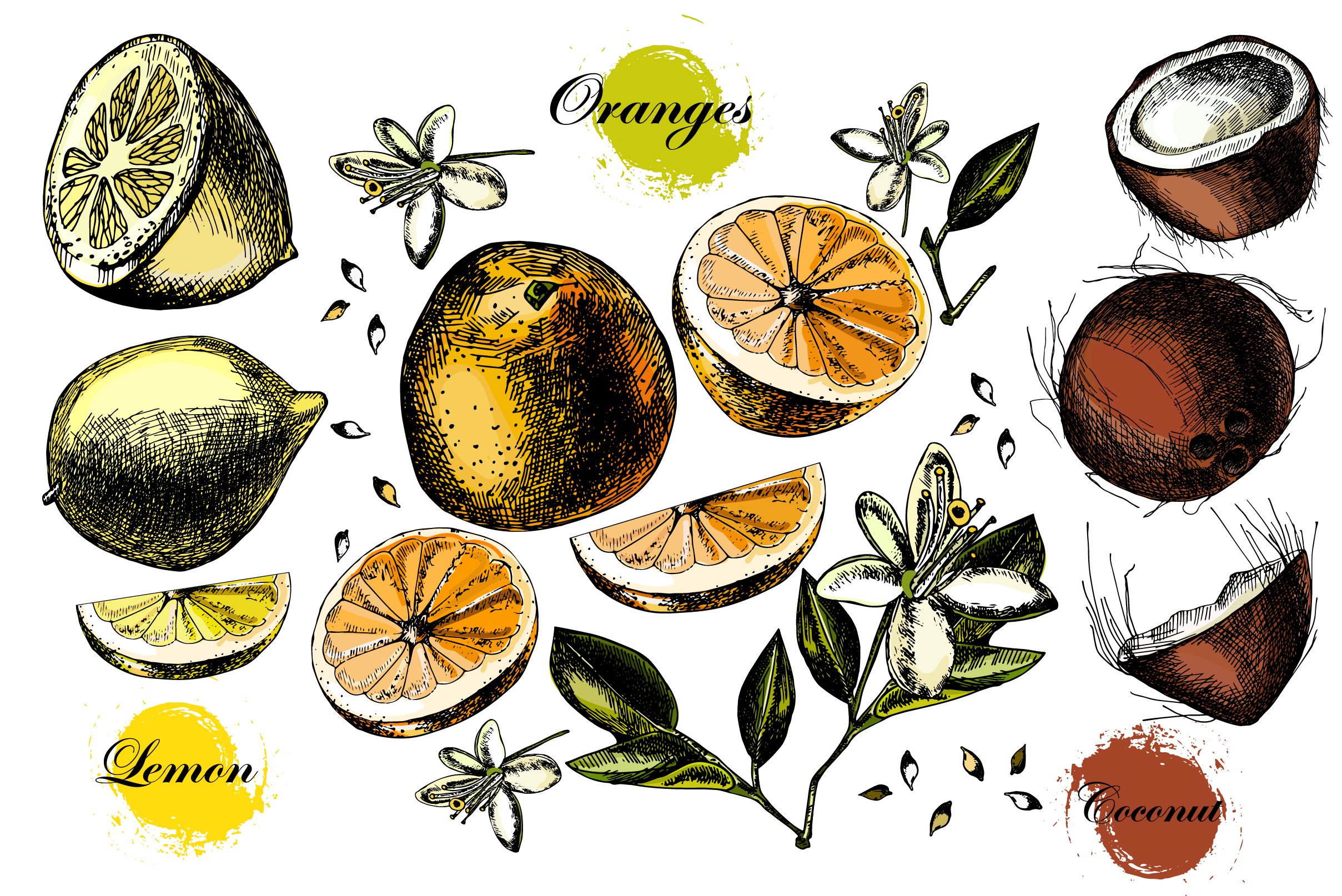 Hand Drawn Citrus Fruits - Design Cuts