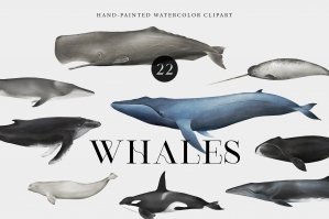 Watercolor Whales - Ocean Animals Clipart Set