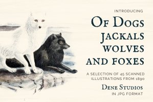 Illustrations Of Dogs Jackals Wolves And Foxes