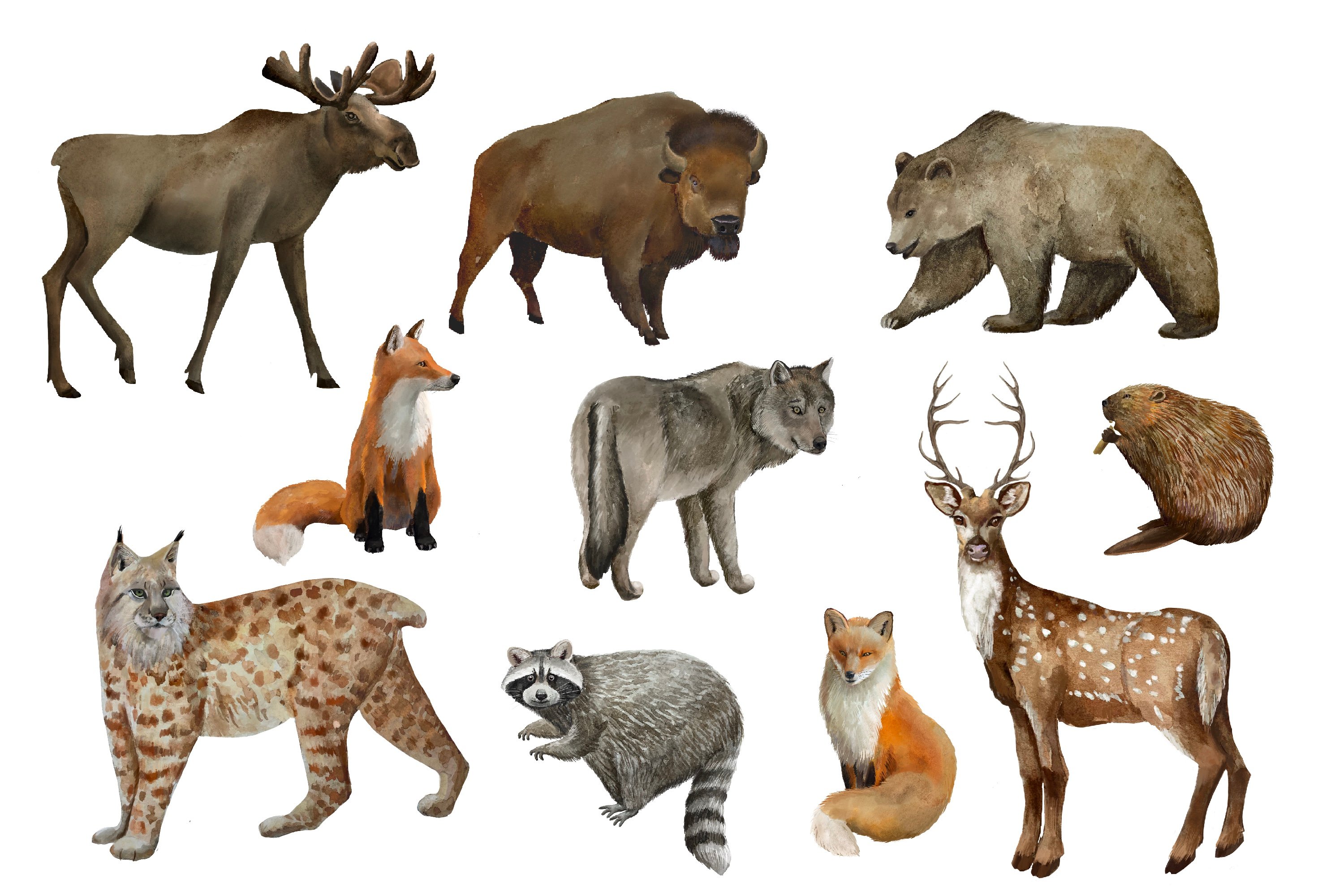 Forest Animals - Design Cuts