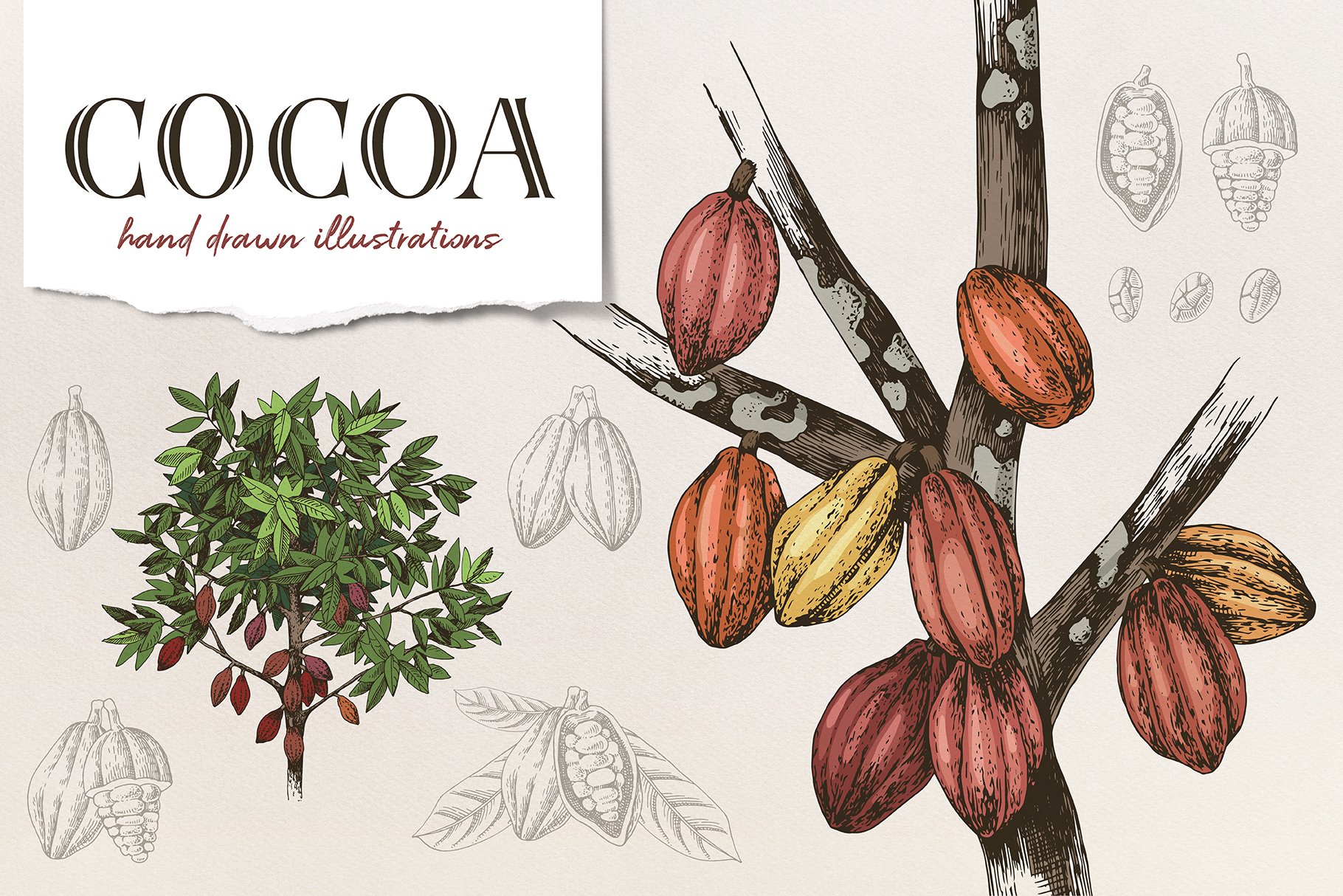Cocoa Beans Ariba Cacao Beans Dried Raw Cacao Fermented Cocoa Beans Green |  B2Brazil