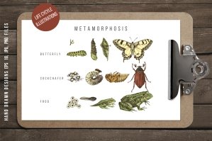 Butterfly Frog And Cockchafer Metamorphosis