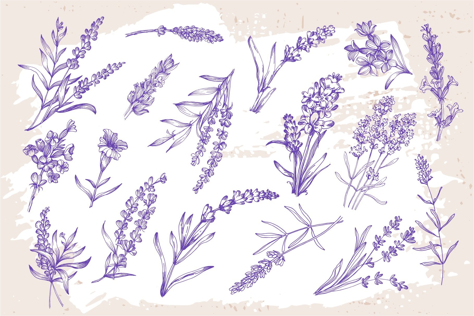 lavender drawing