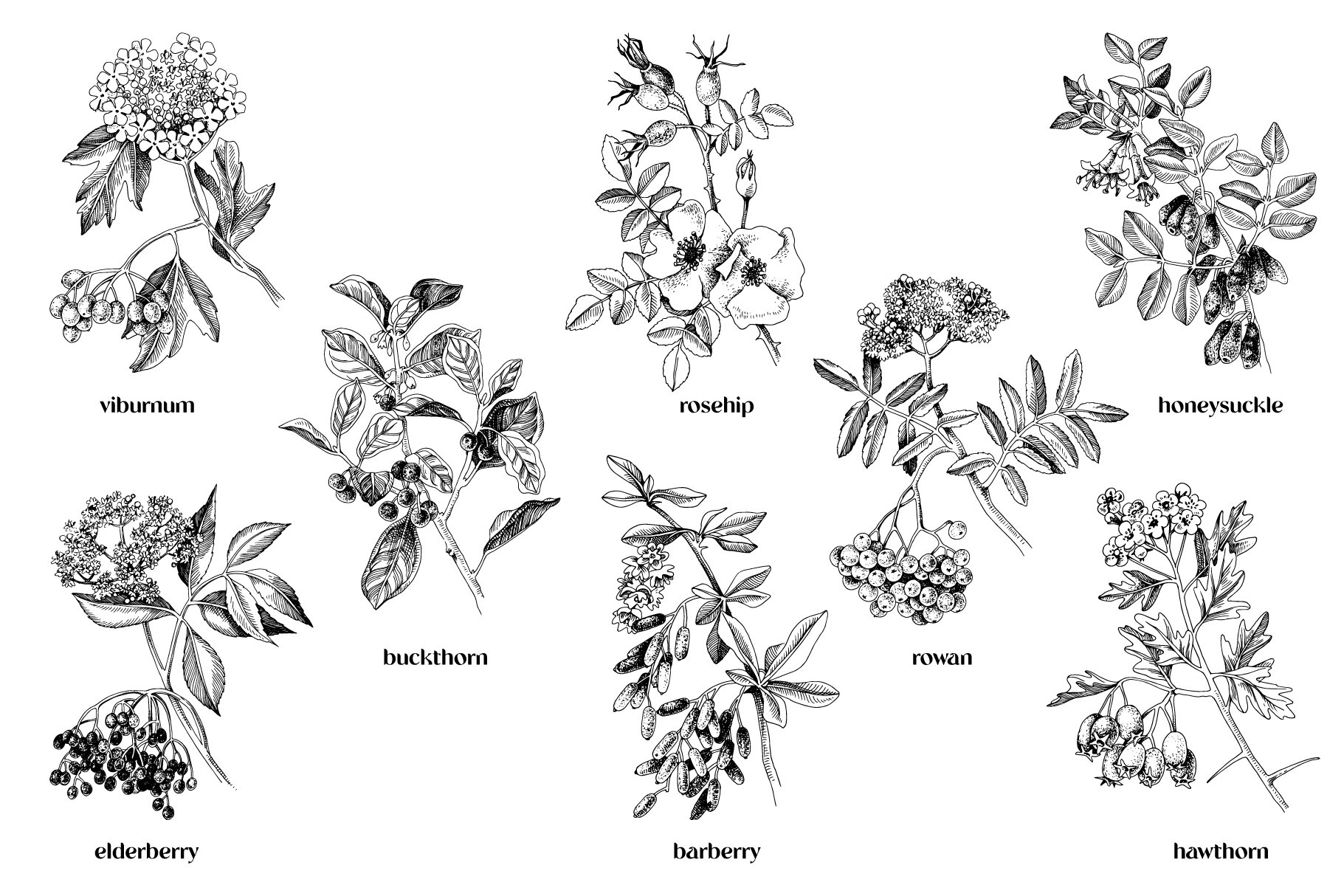 Hand-sketched Nettle illustration Medicinal plant vector drawing in vintage  - stock vector 2914427 | Crushpixel