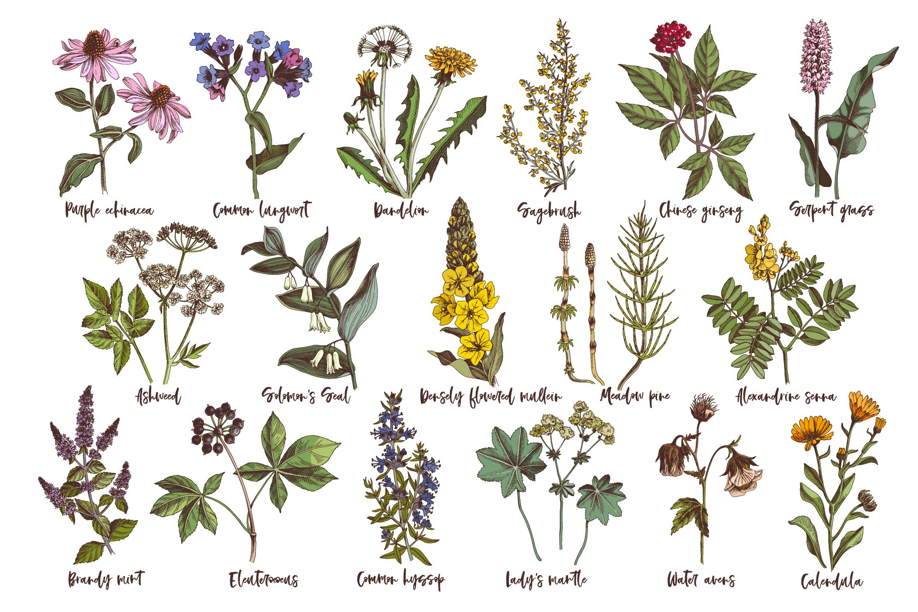 Hand Drawn Medicinal Herbs - Design Cuts