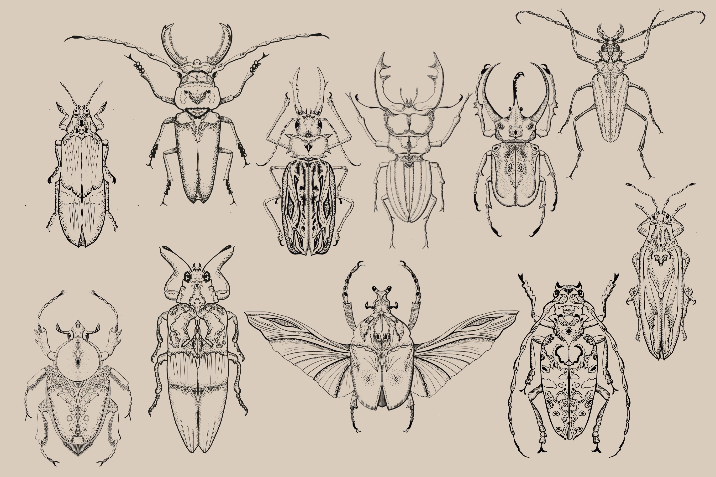 Insect Collection - Design Cuts