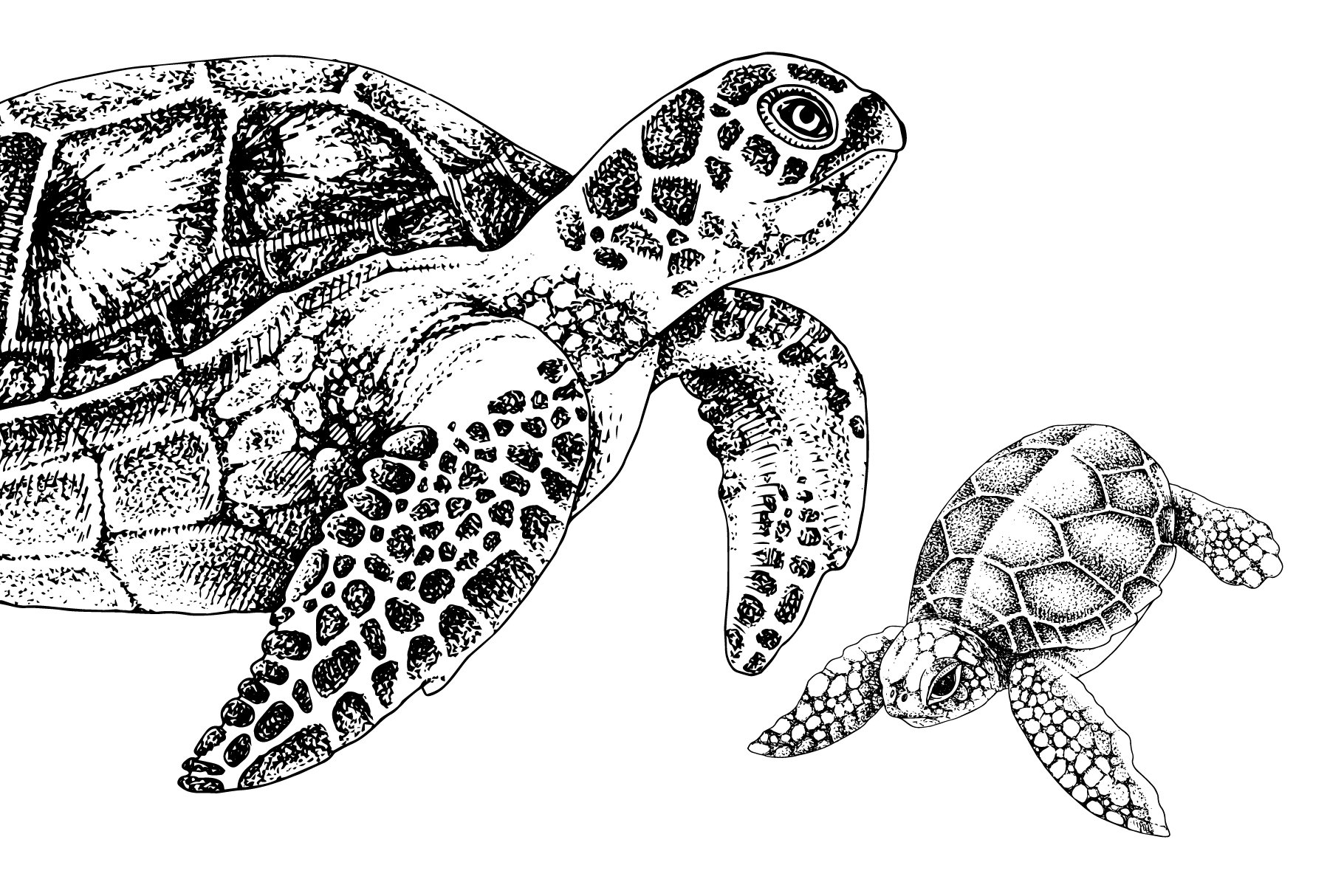 Sea Turtle Life Cycle - Design Cuts