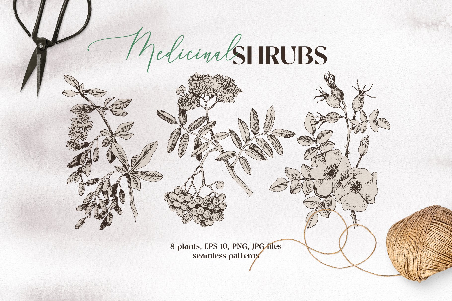 Drawings Medicinal Plants: Over 108,575 Royalty-Free Licensable Stock  Illustrations & Drawings | Shutterstock