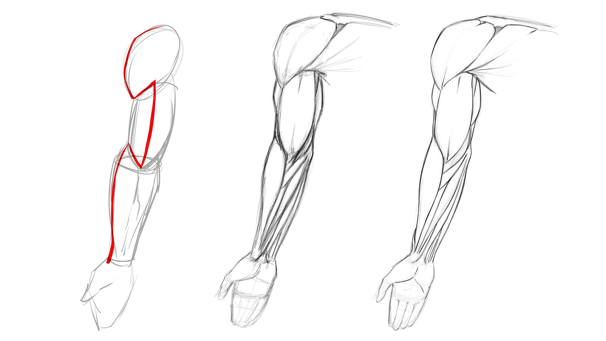 arm muscles drawing