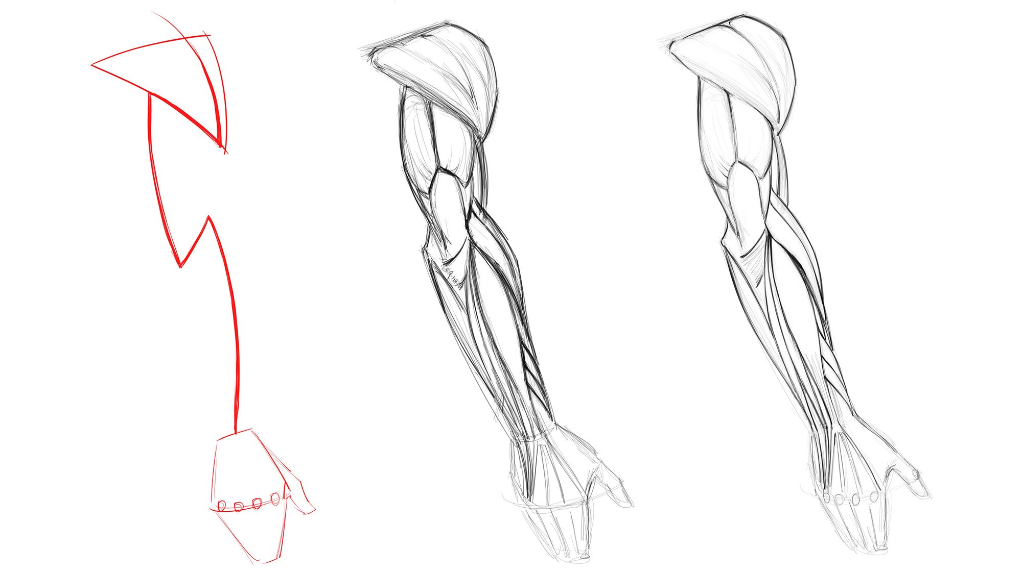 Dynamic Anatomy for Artists - Drawing the Muscles of the Arm - Design Cuts