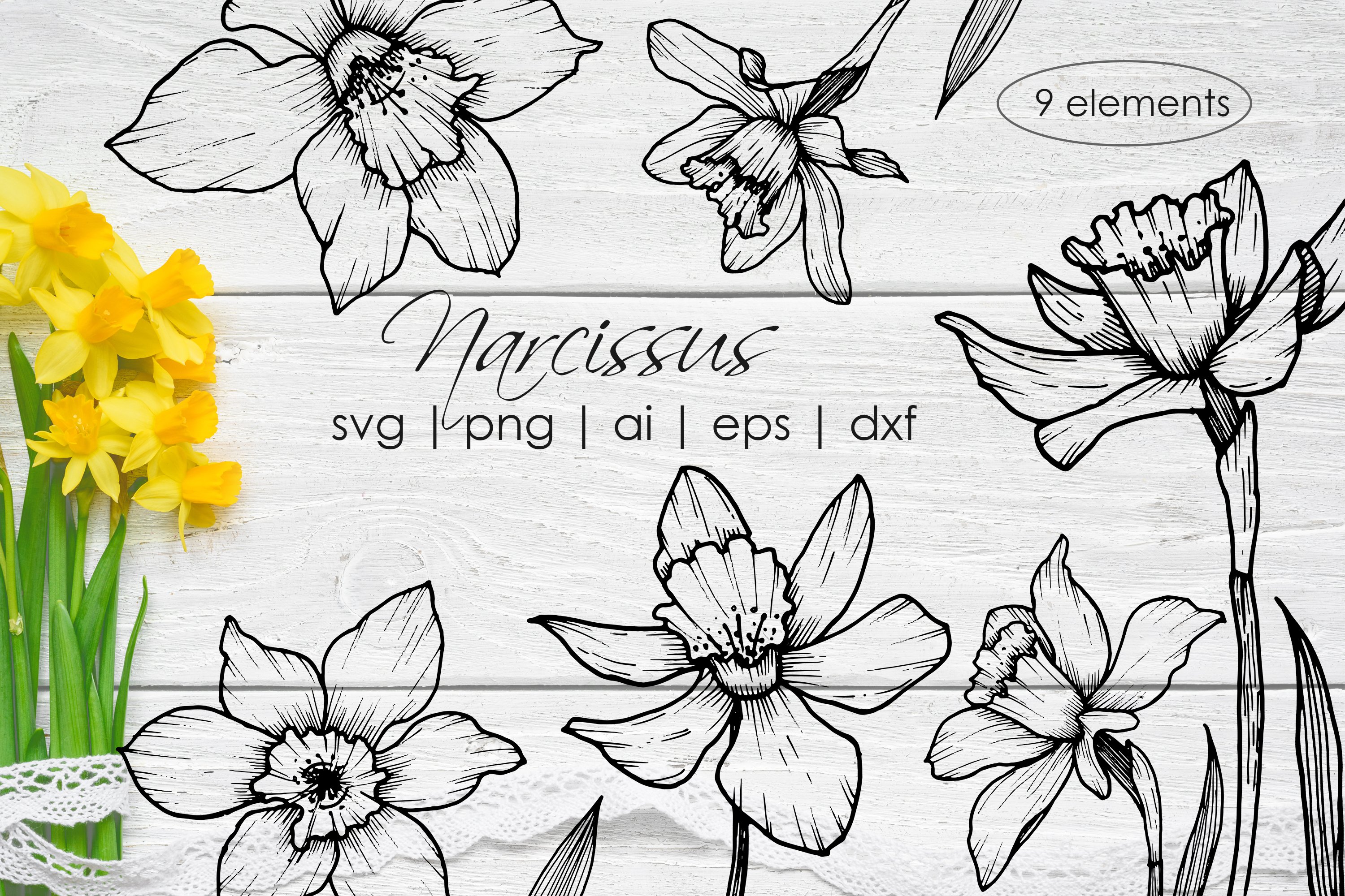 Daisy and leaves SVG, PNG. Hand drawn doodle flowers