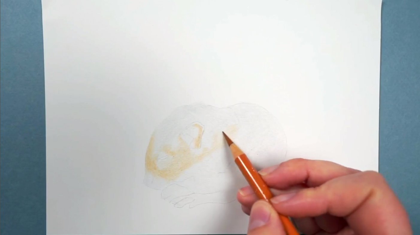 Drawing Animals: How to Draw Realistic Fur with Colored Pencils ...