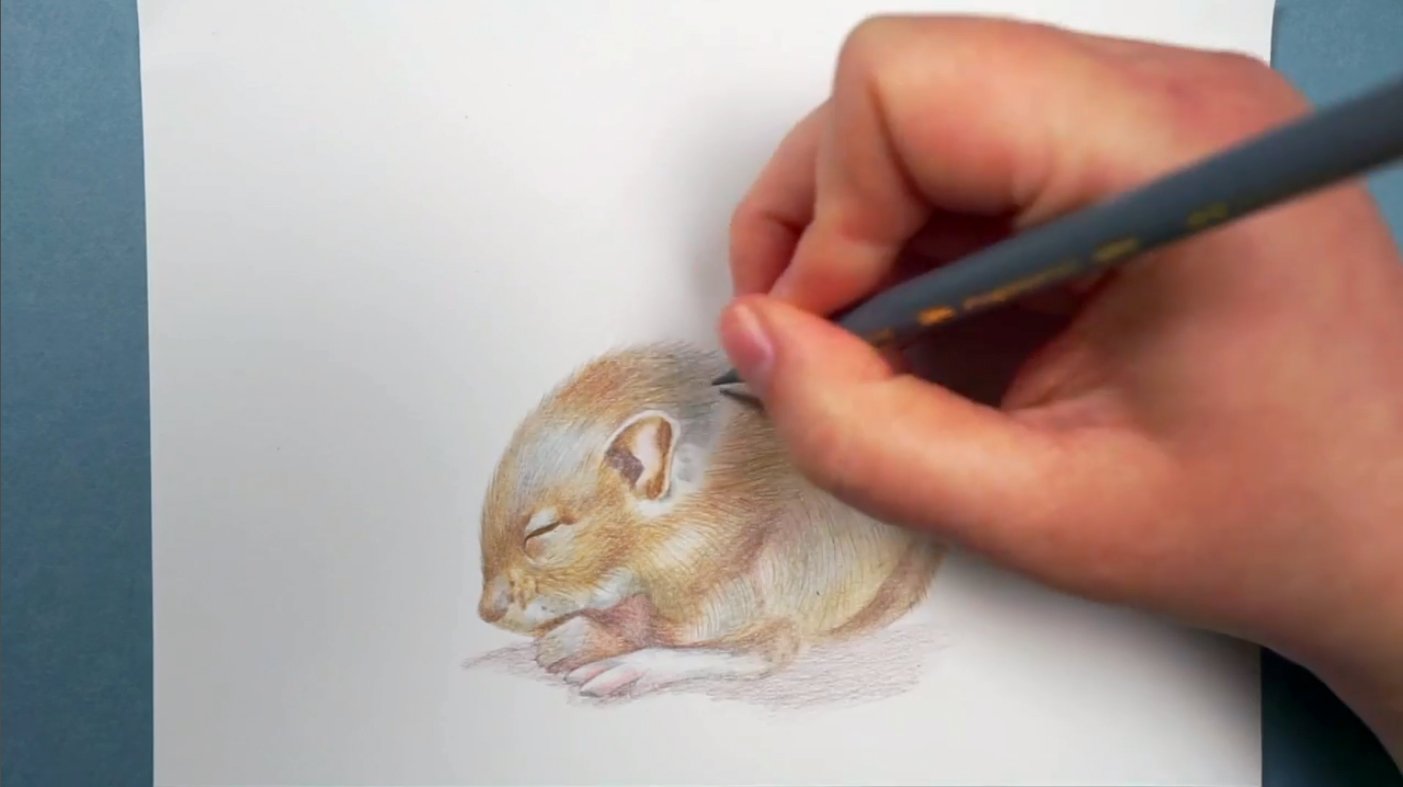 Drawing Animals: How to Draw Realistic Fur with Colored Pencils ...