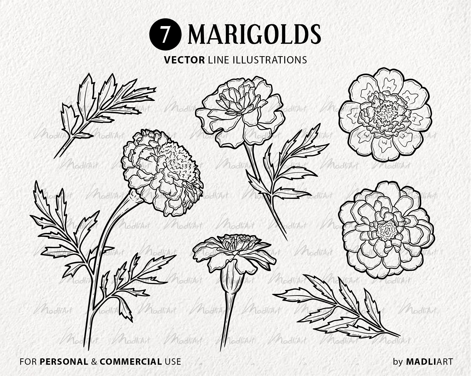 How to Draw a Marigold Step by Step | Flower drawing, Easy flower drawings,  Lotus flower drawing