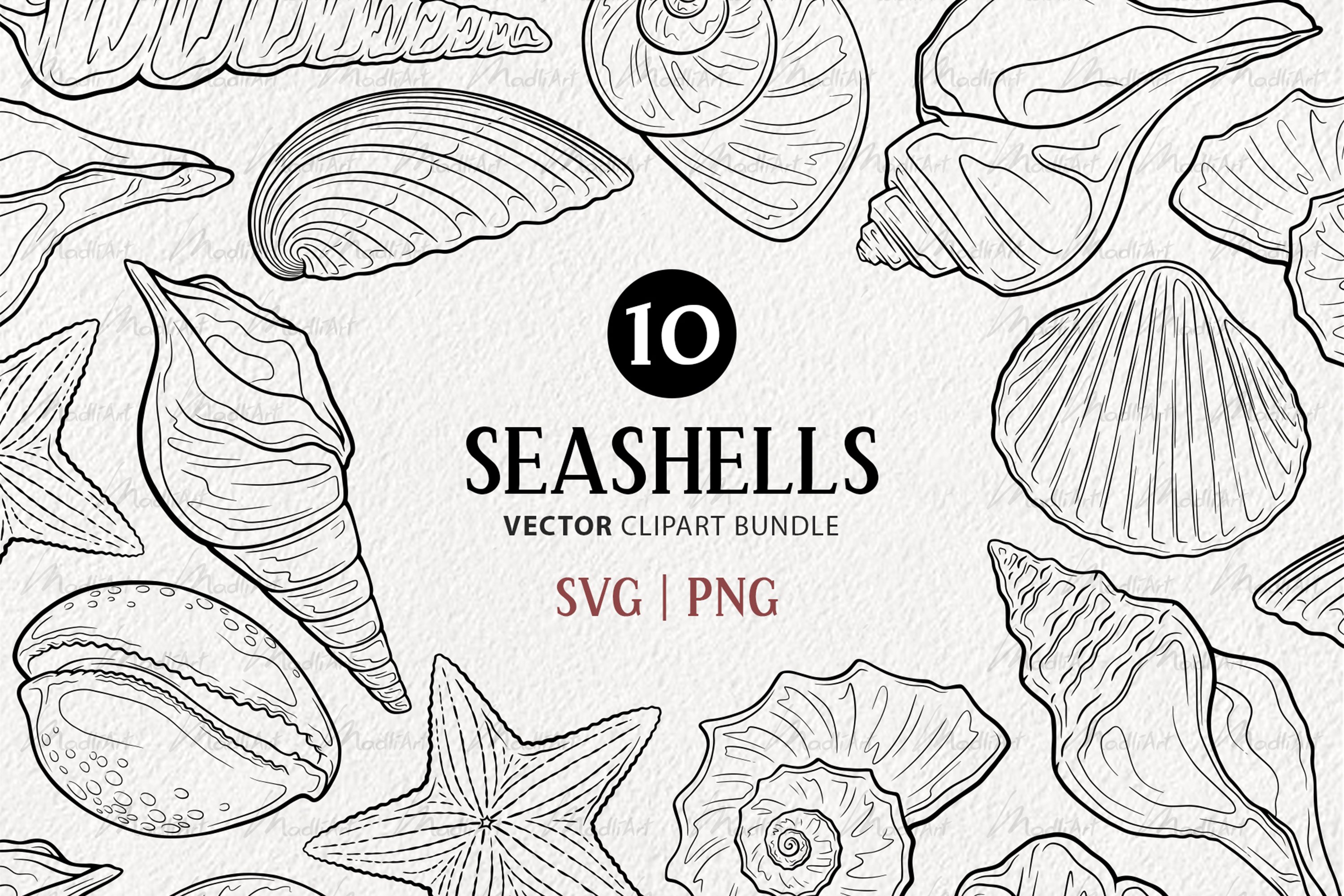 seashell vector png