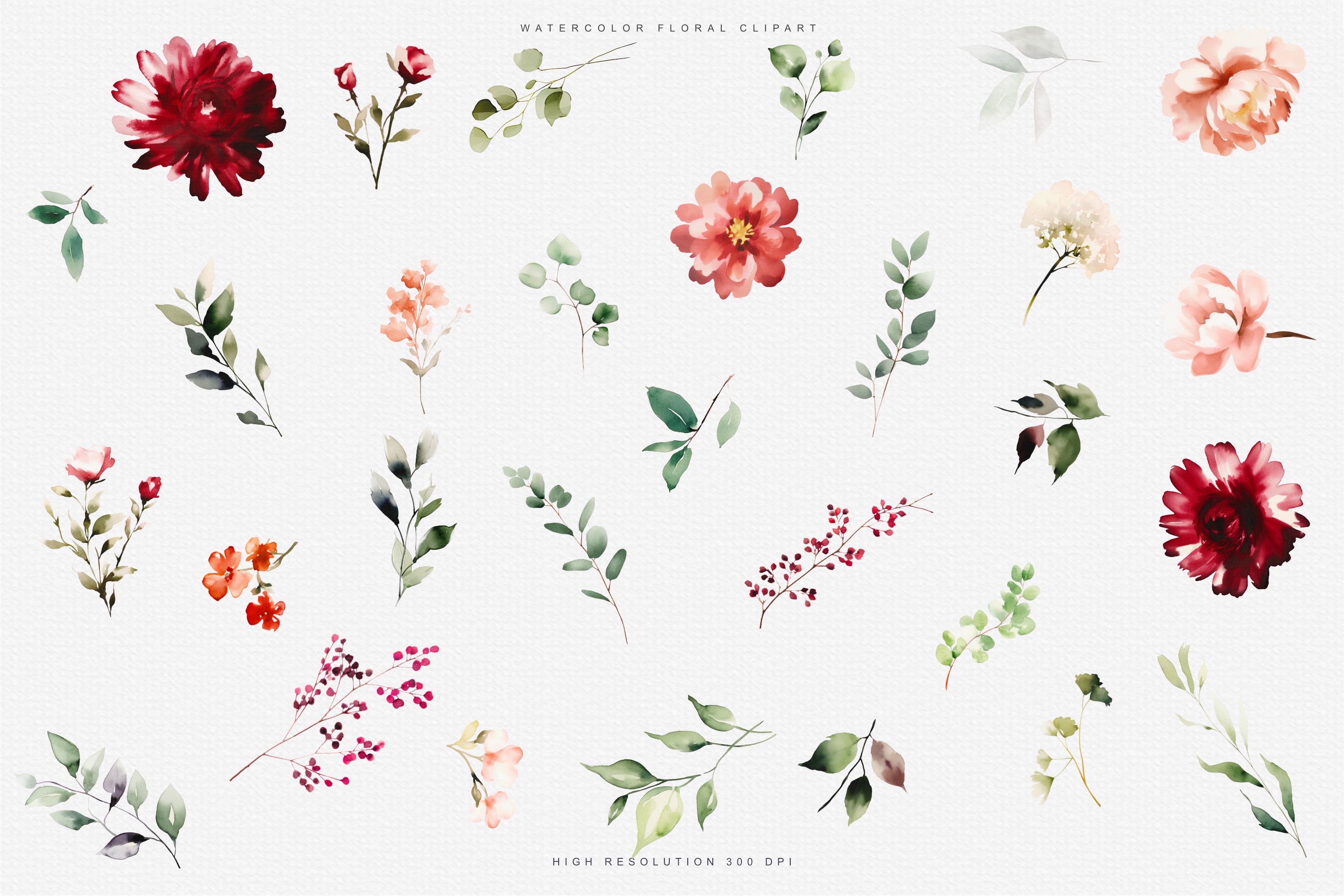 Watercolor Burgundy Blush Flowers Clipart