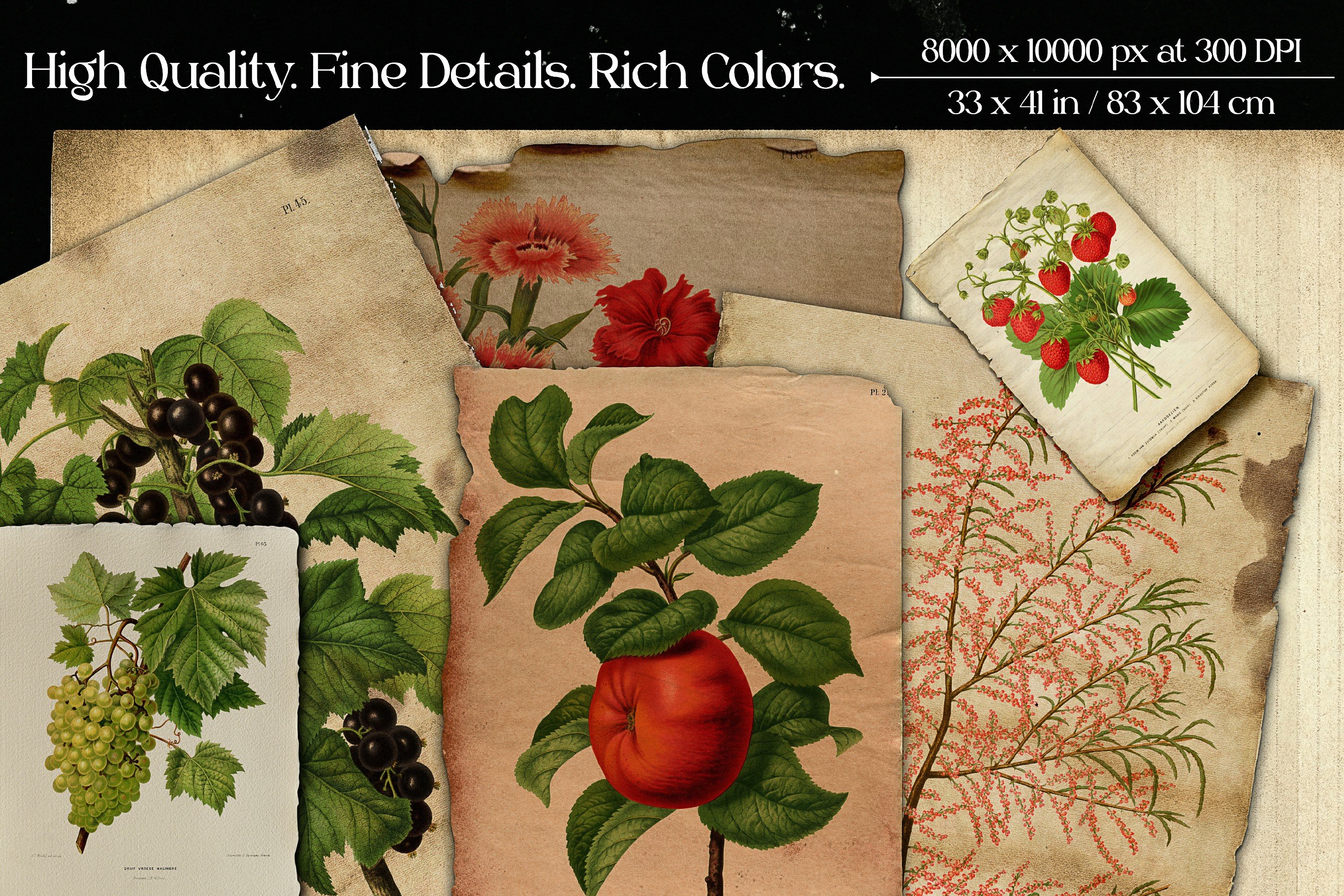 82 Vintage Flowers & Fruits Ephemera - Design Cuts