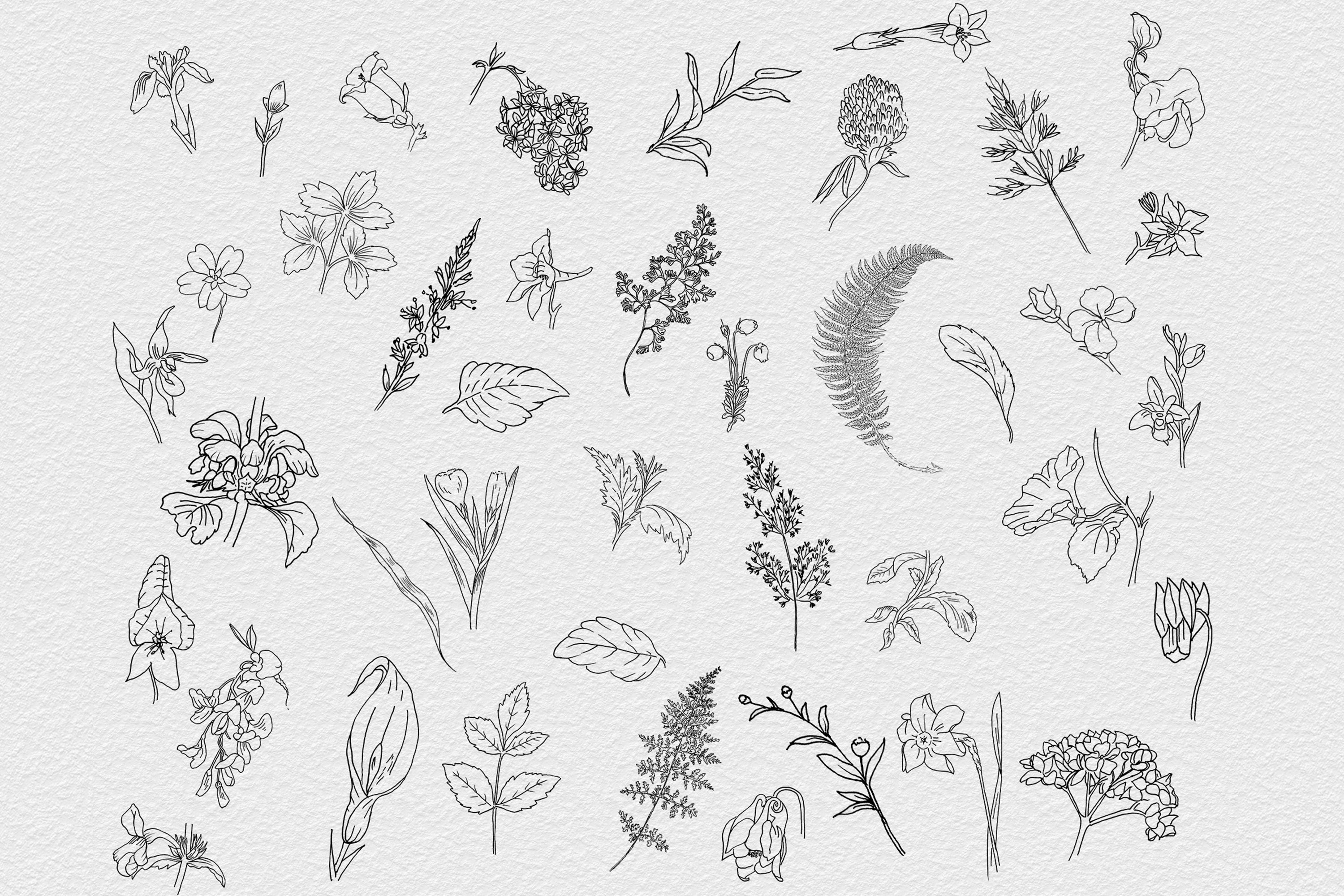 70 Botanical Line Art Illustrations - Design Cuts