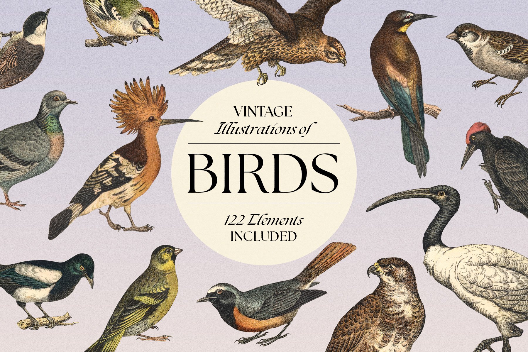 122 Vintage Illustrations Of Birds - Design Cuts