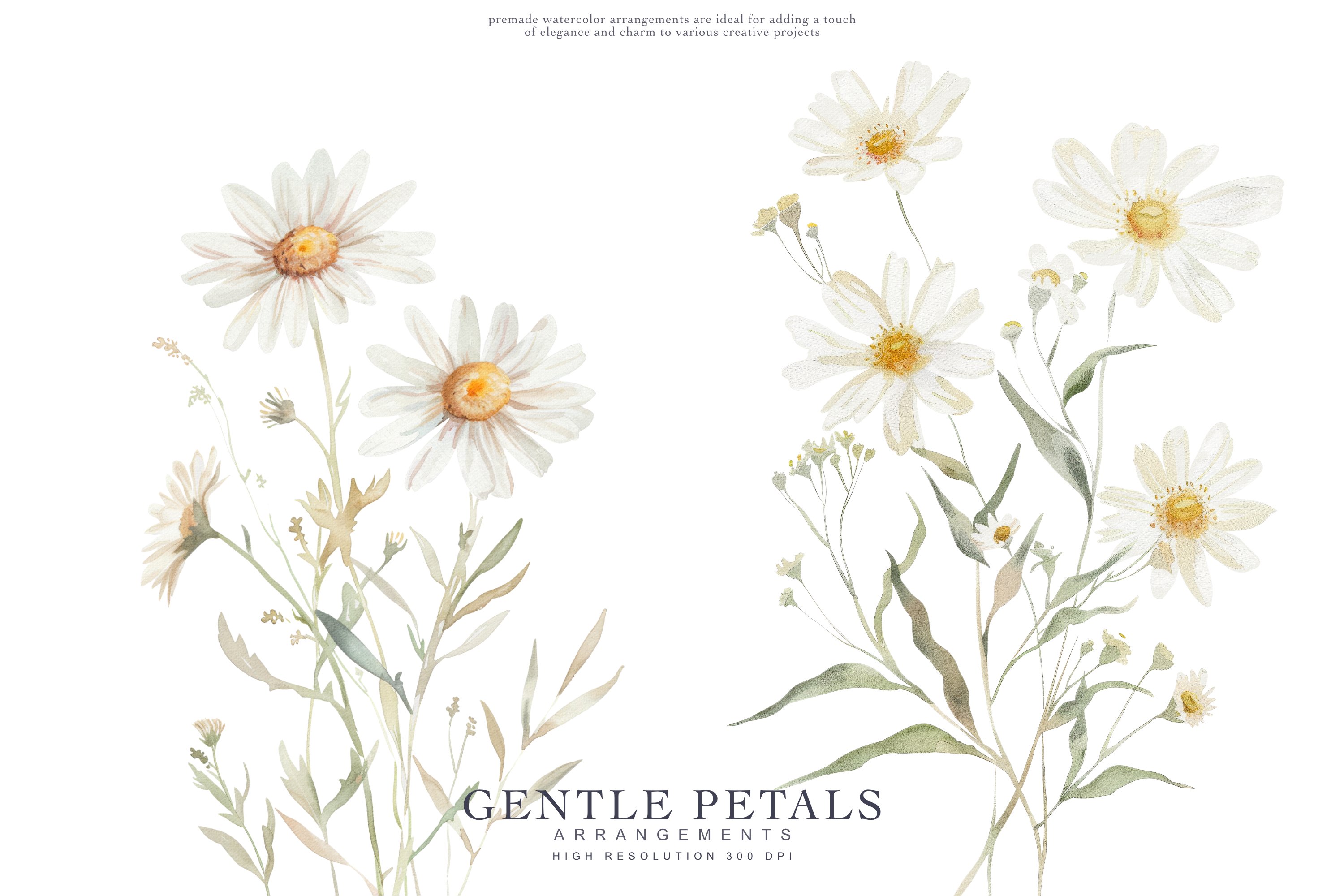 Watercolor Daisy Clipart Set - Design Cuts